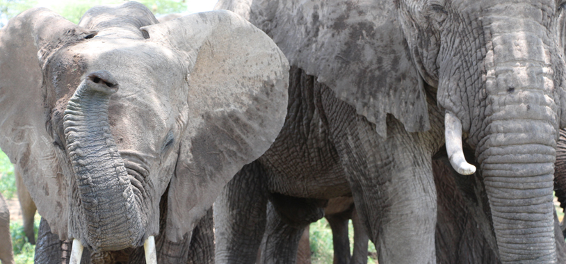 Trunks up...