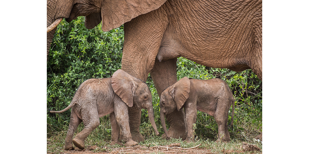 _927_https://www.savetheelephants.org/wp-content/uploads/2022/01/blog-IN-Bora-and-twins-male-and-female-one-day-old-byJane-Wynyard.jpg
