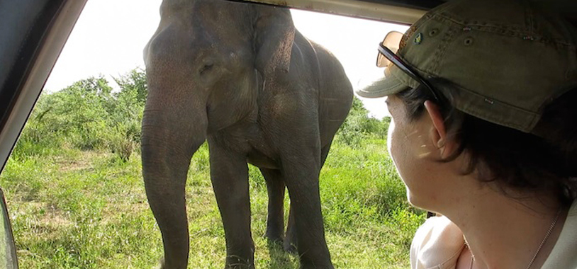Asian Elephant