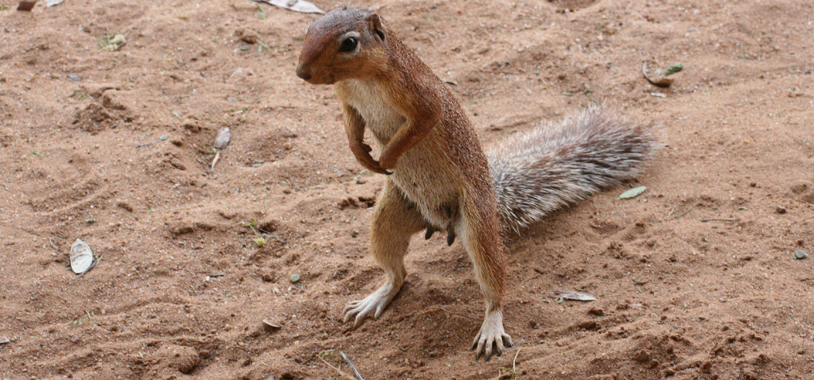 Lucy the ground squirrel, waiting for some scraps