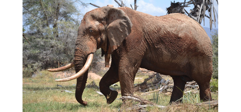 _479_https://www.savetheelephants.org/wp-content/uploads/2019/06/Matt-in-Samburu-GWittemyer.jpg