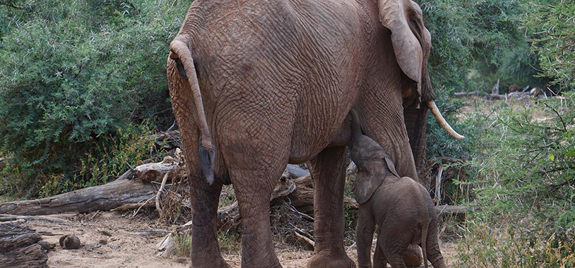 nikki-and-calf