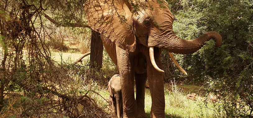 tiny-baby-elephant