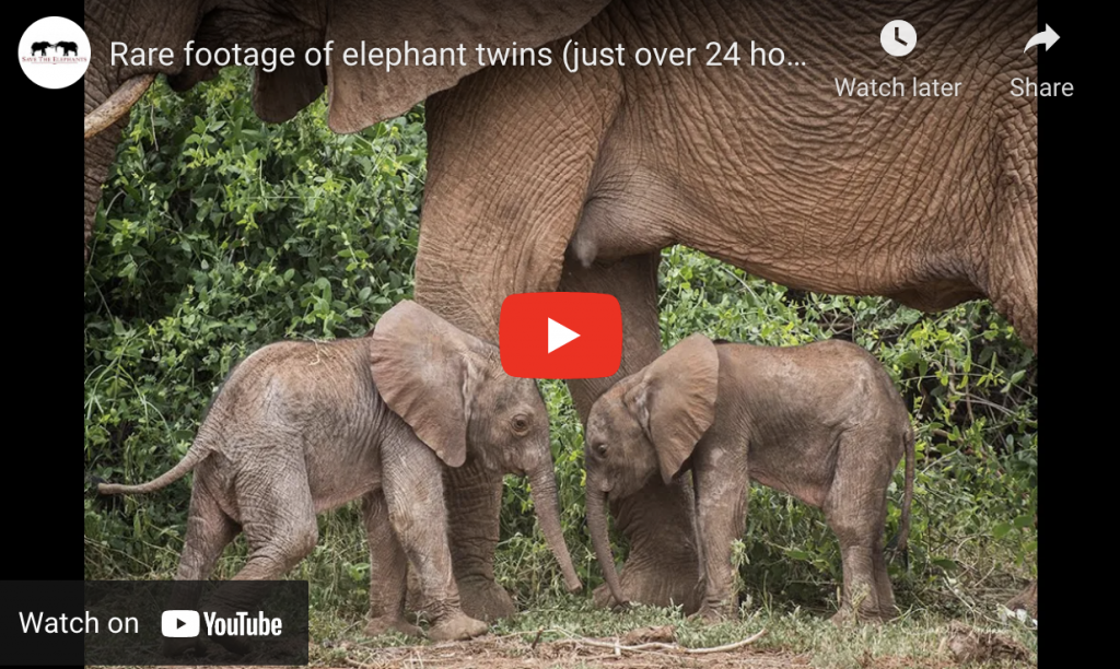 _626_https://www.savetheelephants.org/wp-content/uploads/2022/01/Screen-Shot-2022-01-19-at-15.54.40-1024x612.png